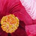 Pink Hibiscus, Barbara Rosenzweig, Fine Art Print, Etsy, Fuscia Floral Reproduction of Original Watercolor Painting