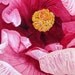 Pink Hibiscus, Barbara Rosenzweig, Fine Art Print, Etsy, Fuscia Floral Reproduction of Original Watercolor Painting
