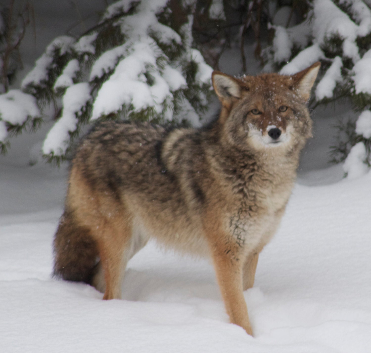 Fine Art Photography Prints , Animal  Photo Art Print, 8X10 "Coyote " Gifts under 30