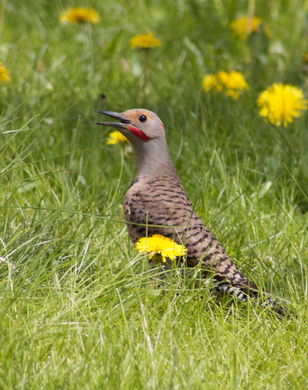 Fine Art Photography, Animal Photo Art Print, "Northern Woodpecker 2"
