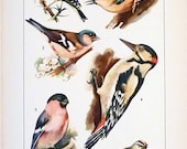 1957 Original Prints of Birds 2 Prints