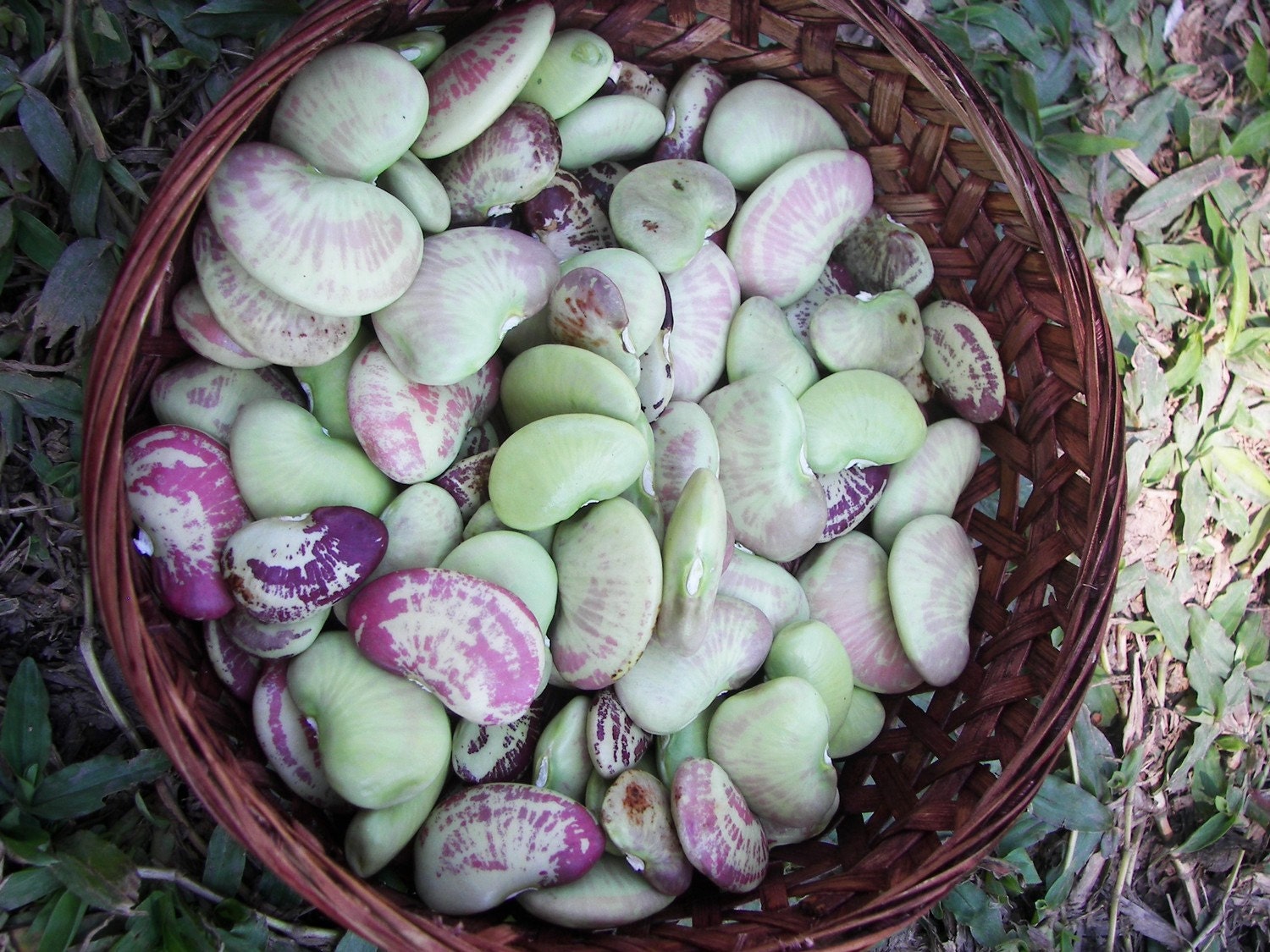 LiMa beAn heirloom seeds from our organic garden