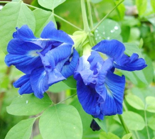 BuTtErfLy PeA, heirloom seeds from our organic garden