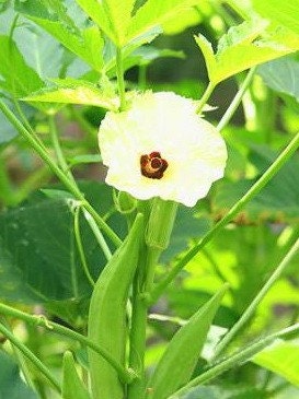 OkRa, LaDy FiNgEr, decorate your garden with our heirloom seeds from pAi organic GaRdEn