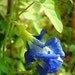BuTtErfLy PeA, heirloom seeds from our organic garden