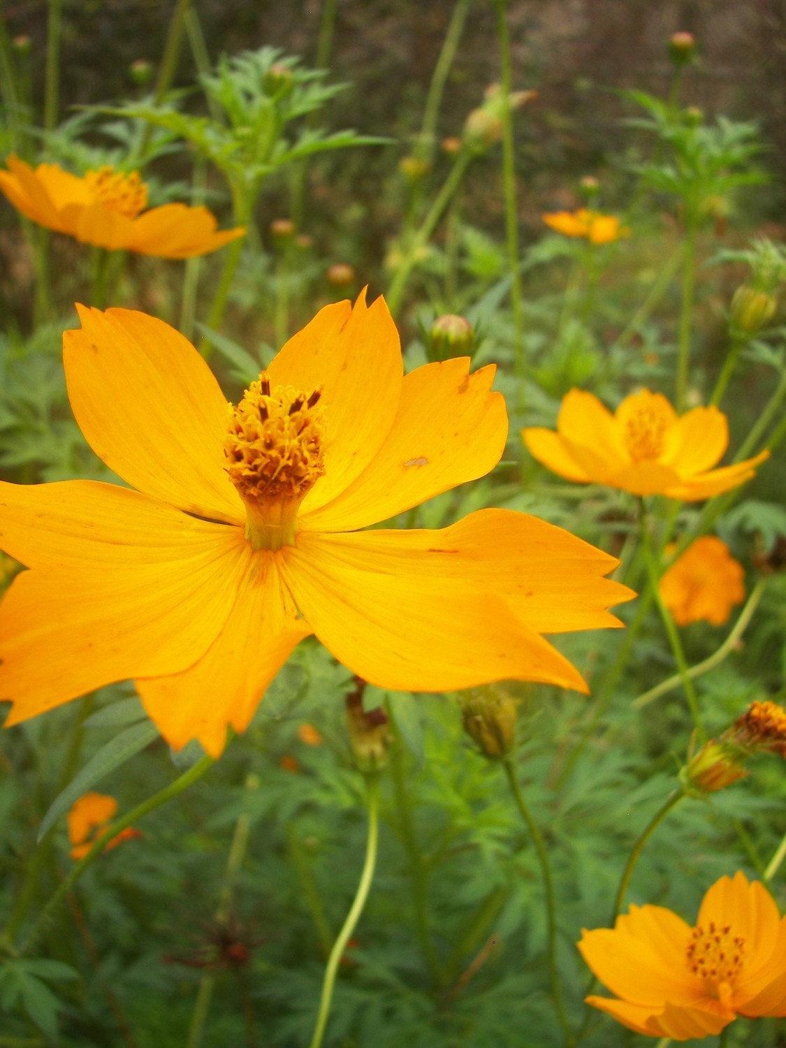 very big yellow cosmos,seeds from our organic garden