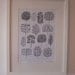 So Many Trees, So Little Time, limited edition giclee print