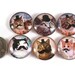 Magnets, More Cats with Mustaches, Set of  Six