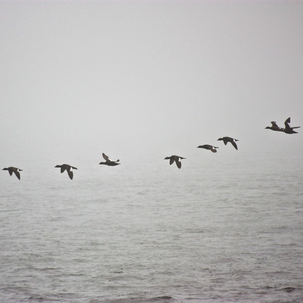Birds floating above the ocean - 8x8 or 8x10 or 8x12 - Gray and misty seaside fine art photography