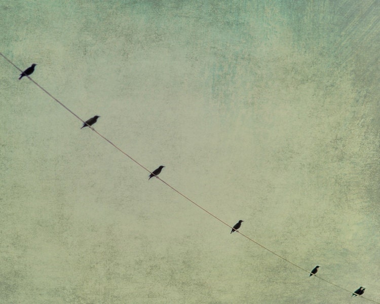 Almost equidistant - 8x10 or 8x12 - Birds on a wire fine art photograph print