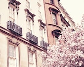 A magnolia tree in Paris - 8x10 - Spring in France travel fine art photograph