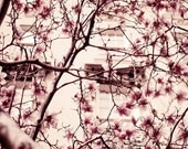Through a cobweb of blossoms - 8x12 - Paris in spring time fine art travel photograph