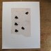 Flies Art Print