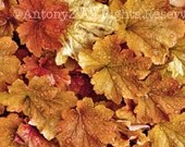 water drops on vibrant flower leaves- 8 x 10 Fine Art Print