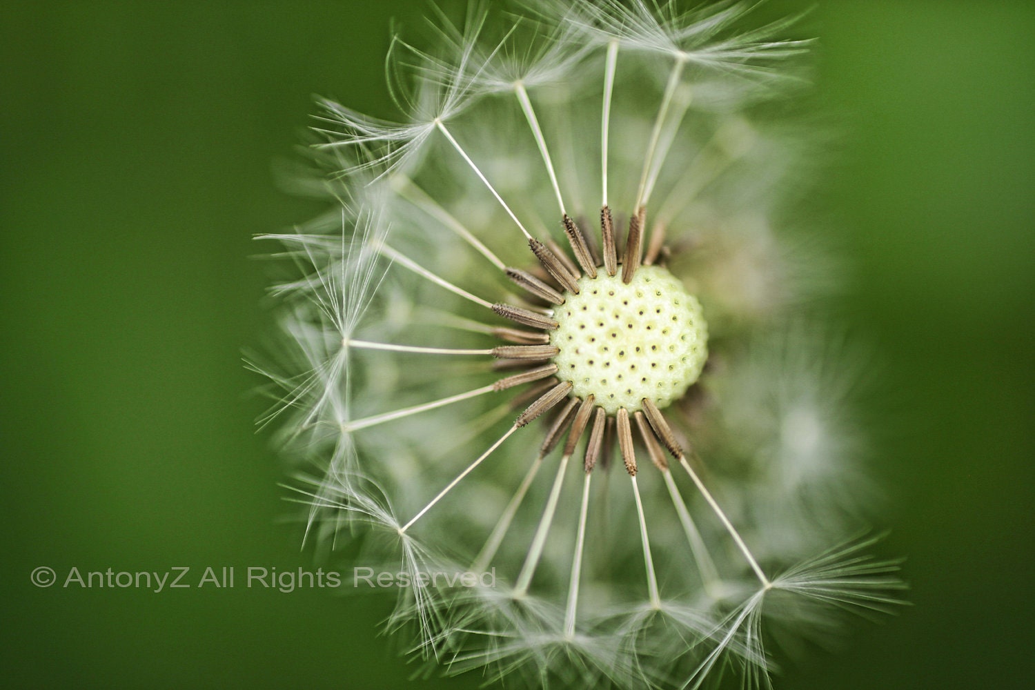 Dandelion 8 x 10 Fine Art Print