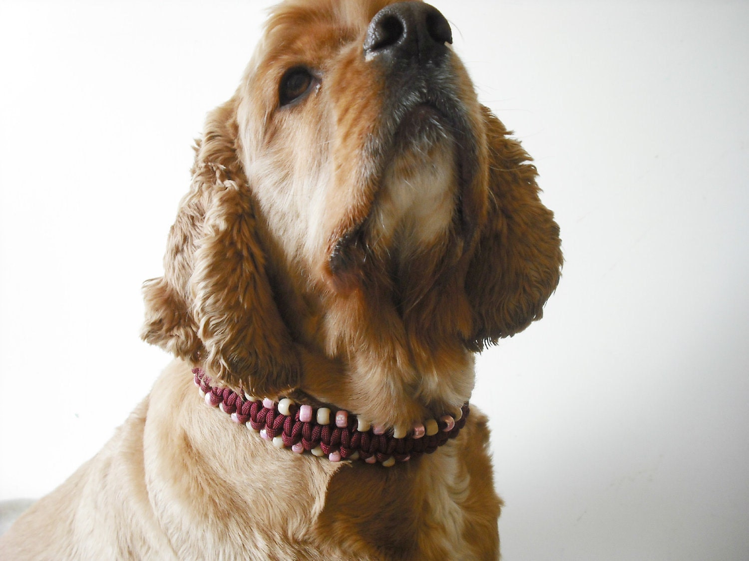 Designer Dog Collar, Large Dog, dog jewelry, big dog bling