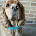 Large Dog Collar, beaded, unique, big dog bling, novelty collar