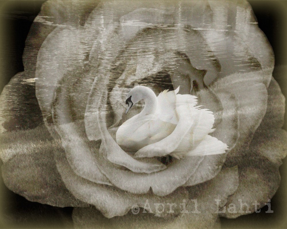 Swan Dreams 8X10 Fine Art Photograph