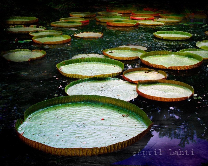 Lily Pad Love 8X10 Fine Art Photograph