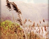 Beach Grass 8X10 Fine Art Photograph