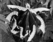 Crumbling Beauty 8X8 Inch Fine Art Photograph