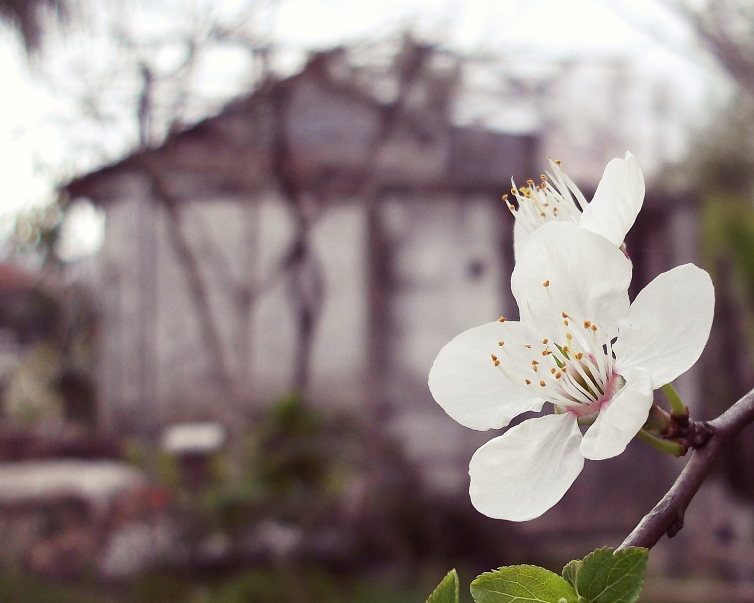 SpringTime In Cottage - Fine Art Photography 8x10 (20x25cm) - Set Of 4