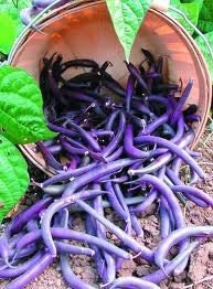 Royal Burgundy Purple Bean