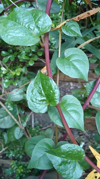 3 Fresh Malabar Spinach Bloops/ Bulbs