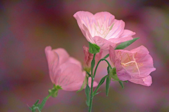 Pink Mallow Primrose