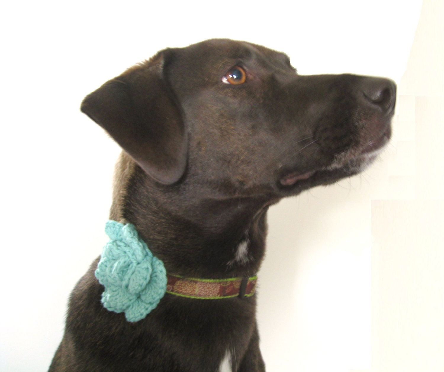 The Blossom Collar Accessory - Dogs or Cats - Cotton - Mint - Dog Portrait Photo Prop