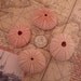 4pc 2" Pink Sea Urchins