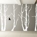Vinyl Wall Decal - Forest and birds. Design measures 96" x 145"