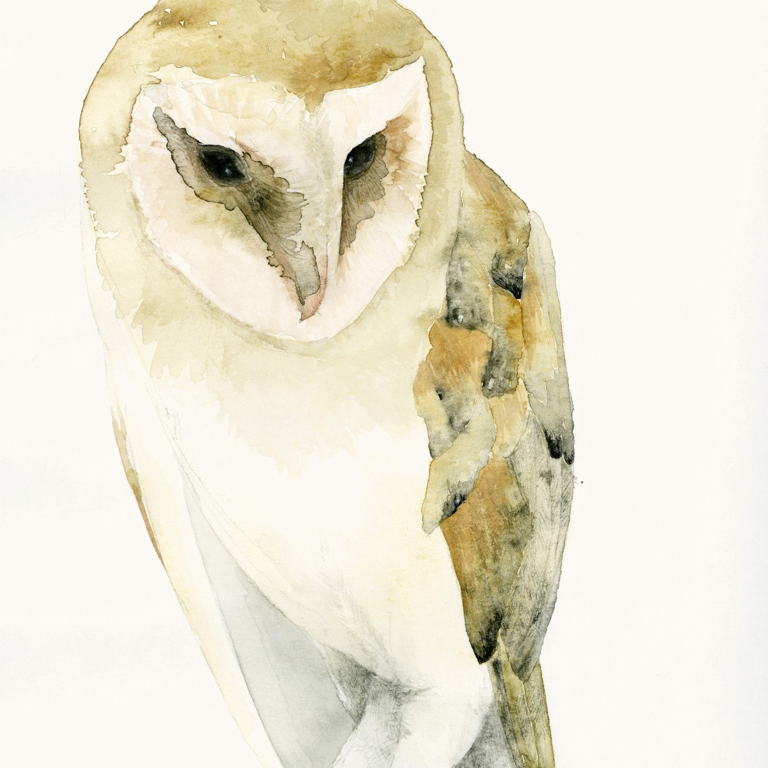Barn Owl Fine Art Print from Original Watercolor