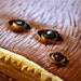 Harry Potter Monster Book of Monsters: Handmade Leather Collectible