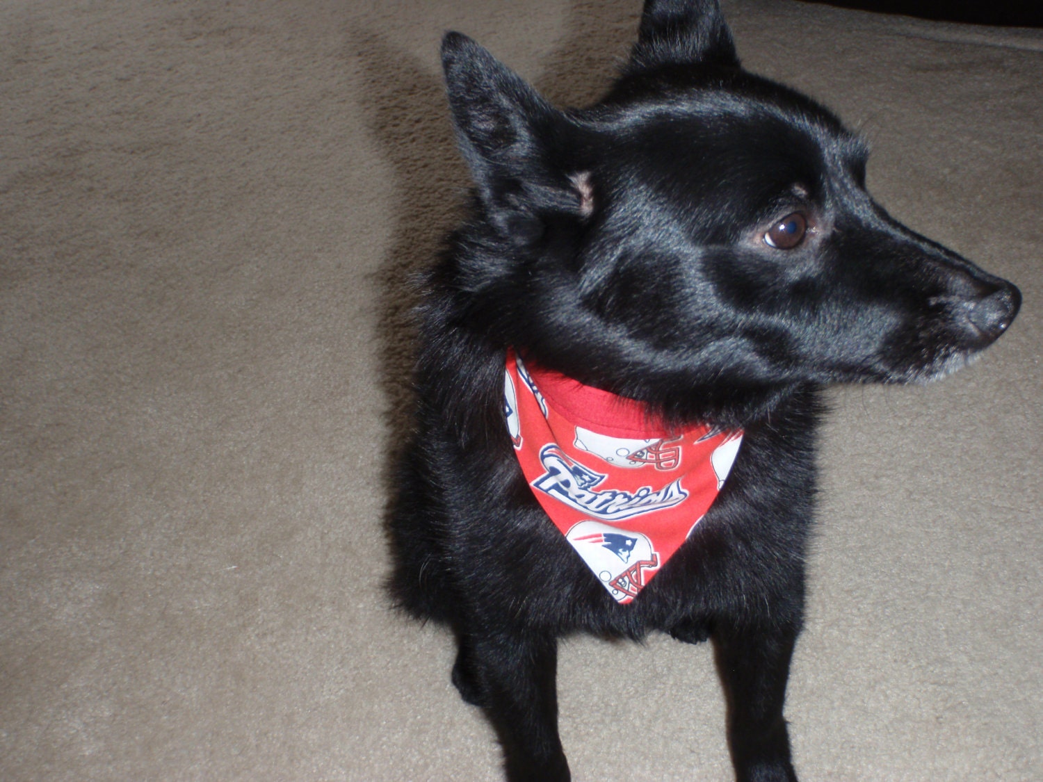Sports Dog Neckerchief