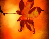 Fine Art Photography Print - Autumn Leaf - 4" x 6" Wall Art Home Decor