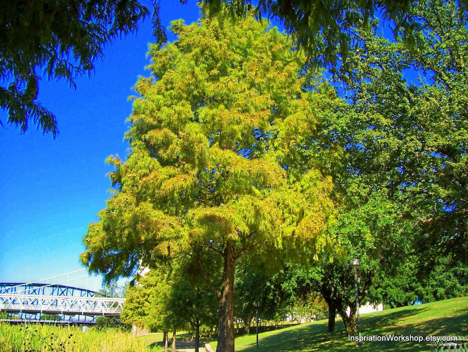 Spring Time 8x10 Print