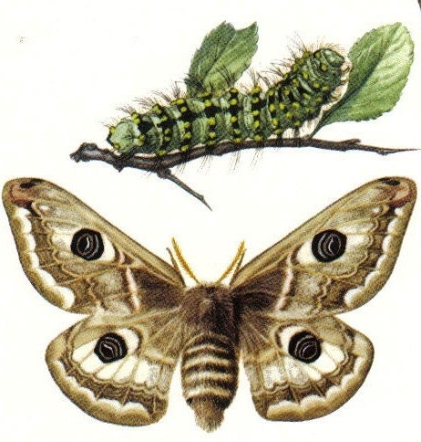 1956 Small Emperor Moth, Tau Emperor Moth, Pavonia Pavonia, Aglia Tau, Saturnia, Original Vintage Offset Lithograph