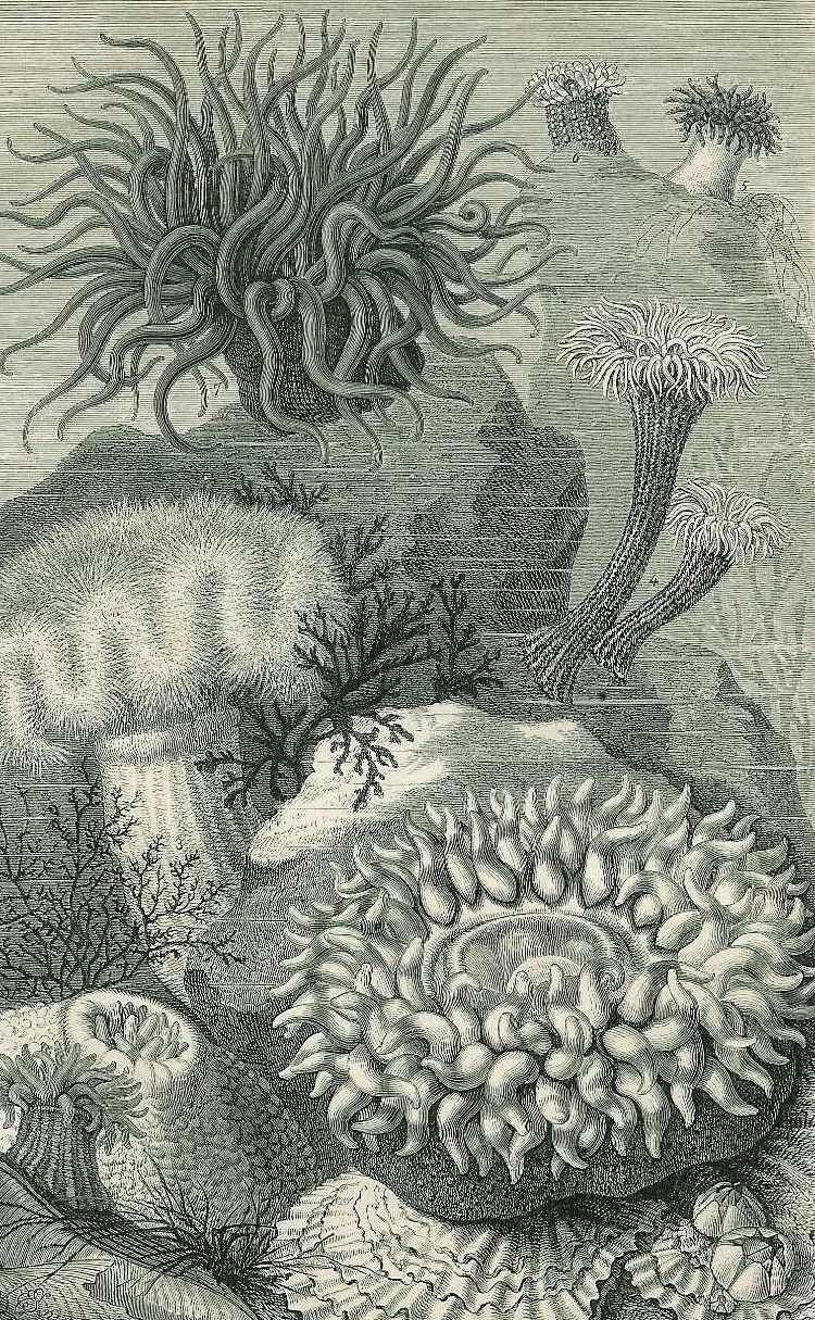 1866 Sea Anemones, Actiniaria, Cnidaria, Frilled Anemone Original Antique Engraving