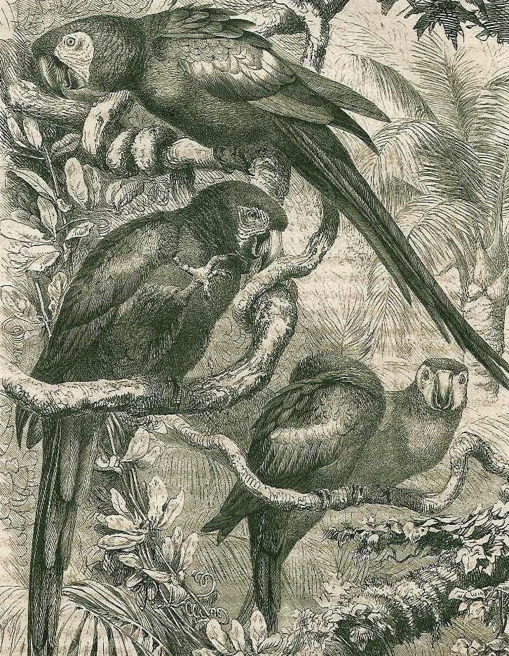 1866 Ara or Scarlet Macaw and Blue-and-Yellow Macaw , Ara Ararauna Original Antique Engraving