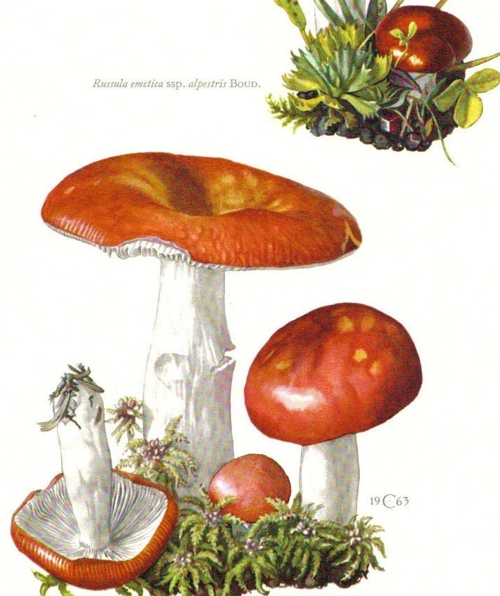 1963 The Sickener, Russula Emetica Original Vintage Offset Lithograph to Frame