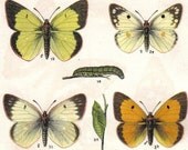 1913  Orange Tip Butterfly Original Antique Lithograph to Frame