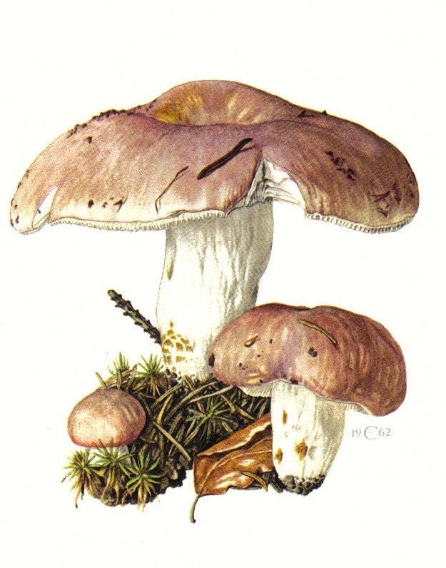 1962 Bare-toothed Russula, Russula Vesca Original Vintage Offset Lithograph to Frame