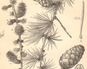 1887 Cones, Foliage Buds and Seeds of the European Larch Original Antique Engraving to Frame - CabinetOfTreasures