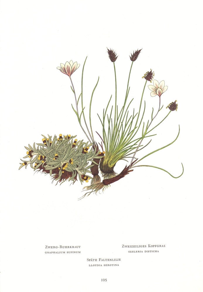 1959 Dwarf Cudweed, Common Alplily, Moor Grass, Carthusian Pink, Orange Groundsel Vintage Lithograph to Frame