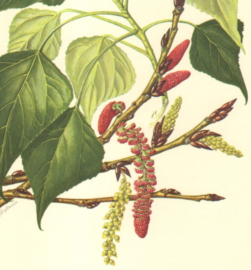 1960 Leaves and Catkins of the Black Poplar Vintage Offset Lithograph to Frame