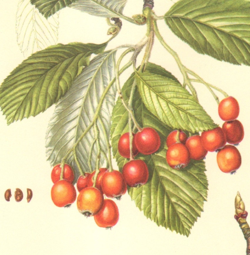1958 Leaves, Flowers and Fruits of the Whitebeam Vintage Offset Lithograph to Frame
