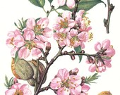 1958 Leaves, Flowers and Fruits of the Almond Vintage Offset Lithograph to Frame