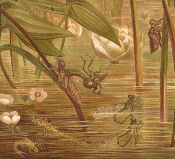 1900 Dragonflies, Damselflies Original Antique Chromolithograph