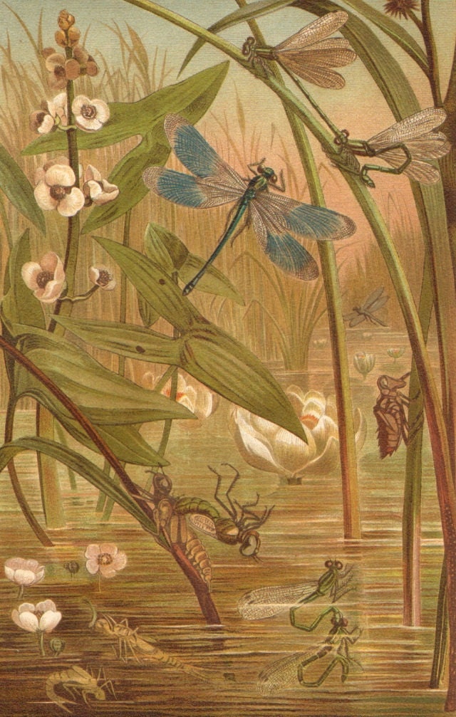 1900 Dragonflies, Damselflies Original Antique Chromolithograph